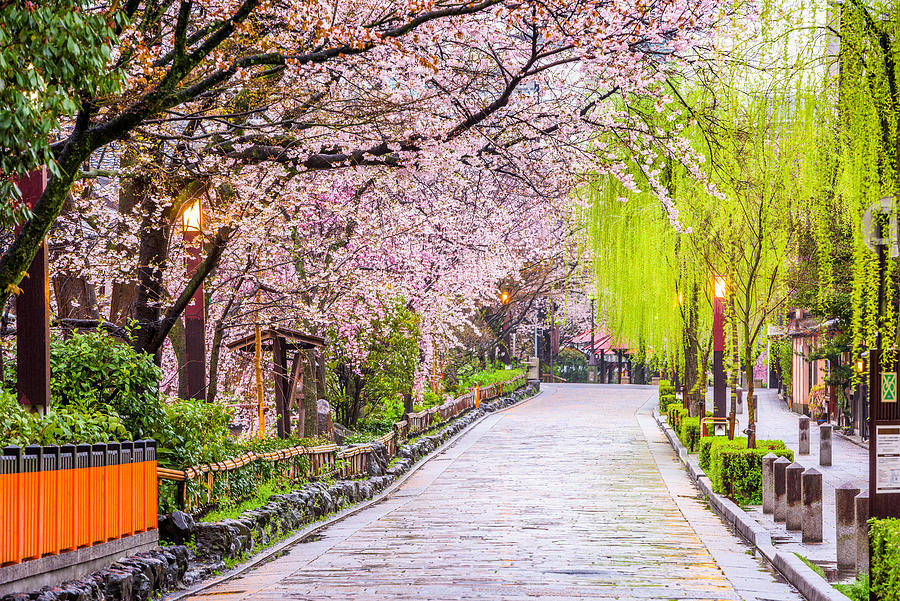 Tree Photograph - Gion Shirakawa, Kyoto, Japan In Spring #1 by Sean Pavone