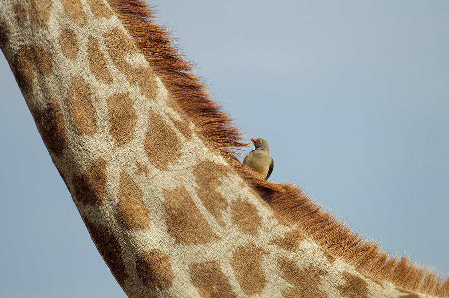 Giraffe And Red-billed Oxpecker #1 Photograph by Paul Souders