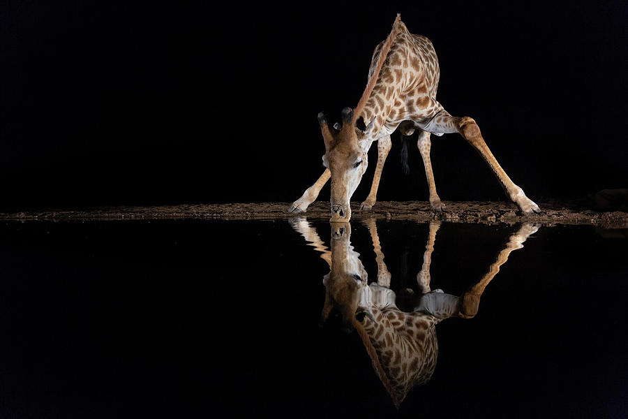 Giraffe Drinking At Night, Kwazulu-natal, South Africa Photograph by ...