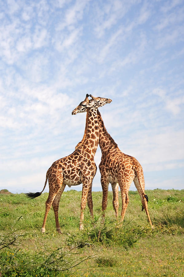 Giraffe Embrace #1 Photograph by David Lazar
