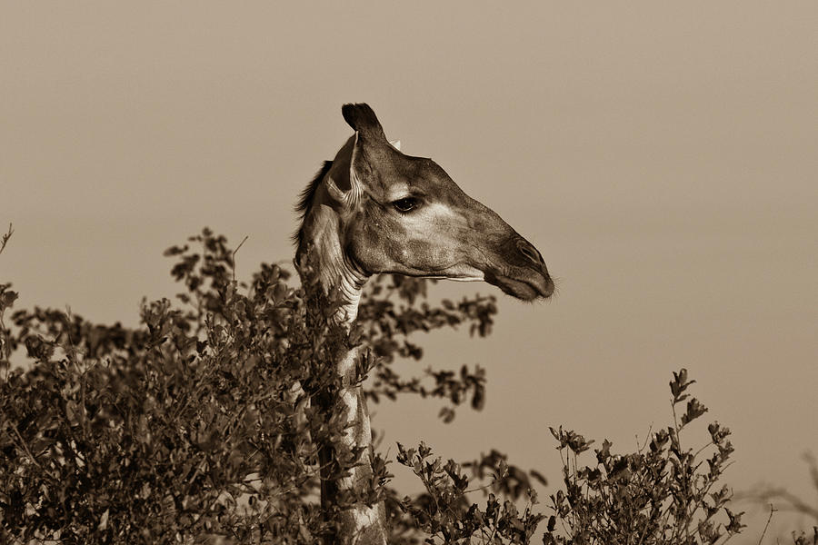 Giraffe (giraffa Camelopardalis) #1 Photograph by Born Wild Photos