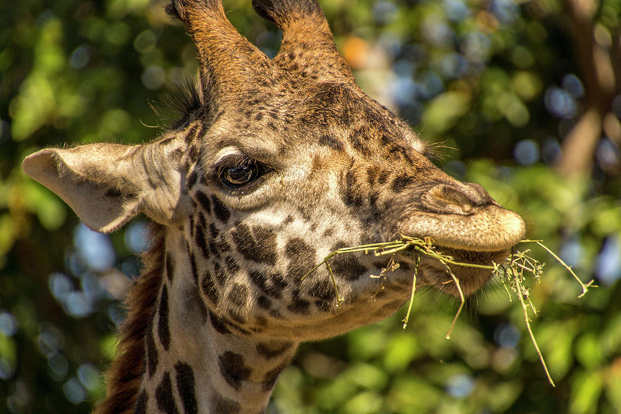 Giraffe Having Lunch #1 Photograph by Donald Pash