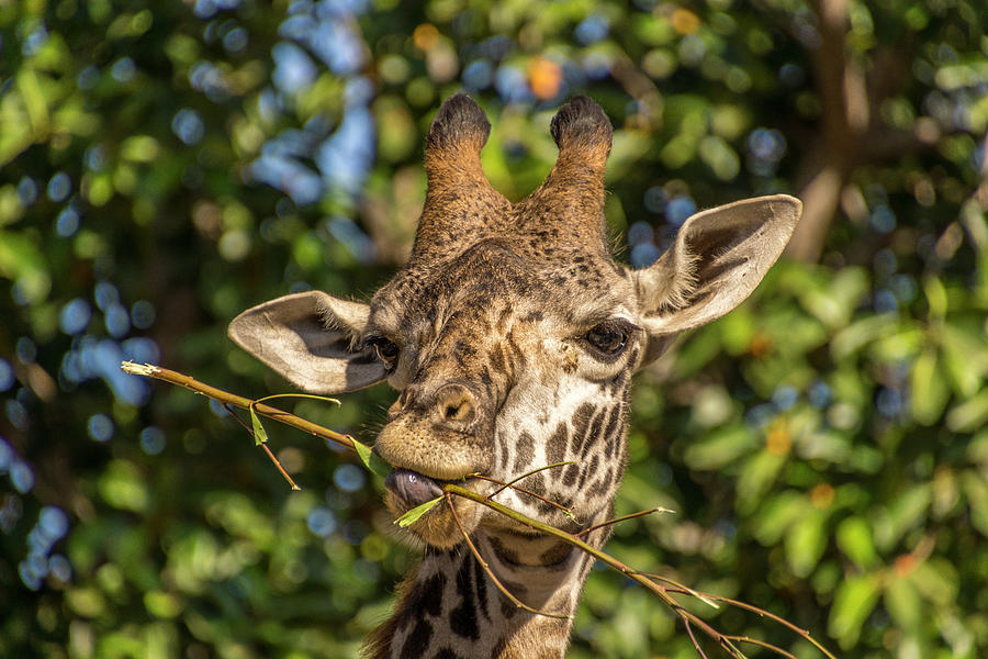 Giraffe Having Meal #1 Photograph by Donald Pash