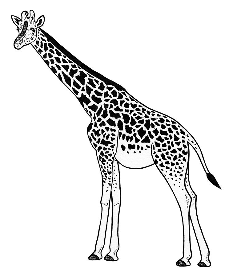 Giraffe - ink illustration #1 Drawing by Loren Dowding