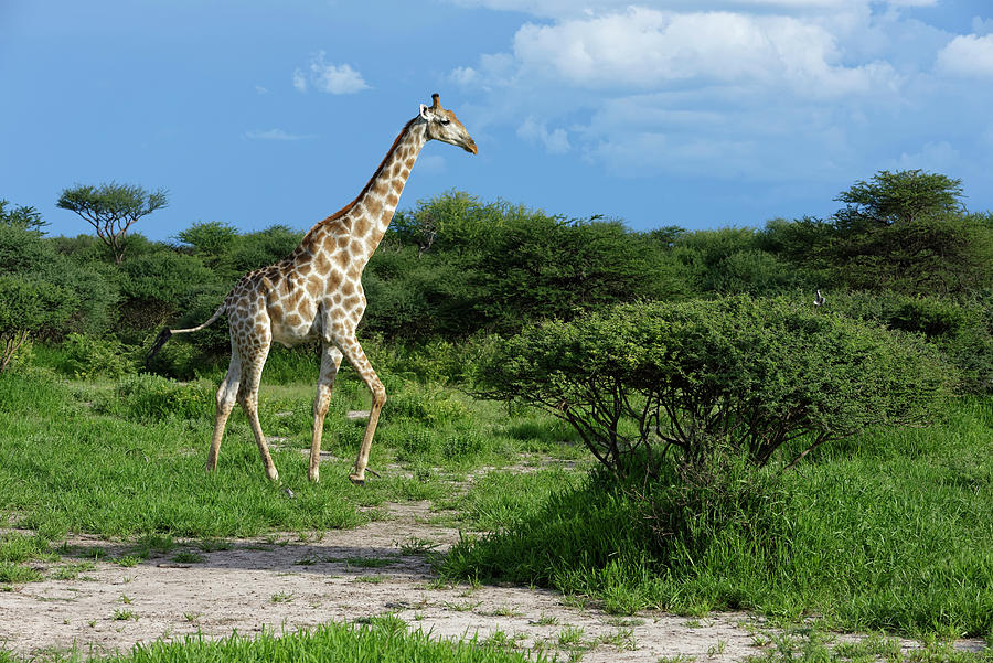 Giraffe, Kalahari Desert, Namibia Digital Art by Gunter Hartmann - Fine ...