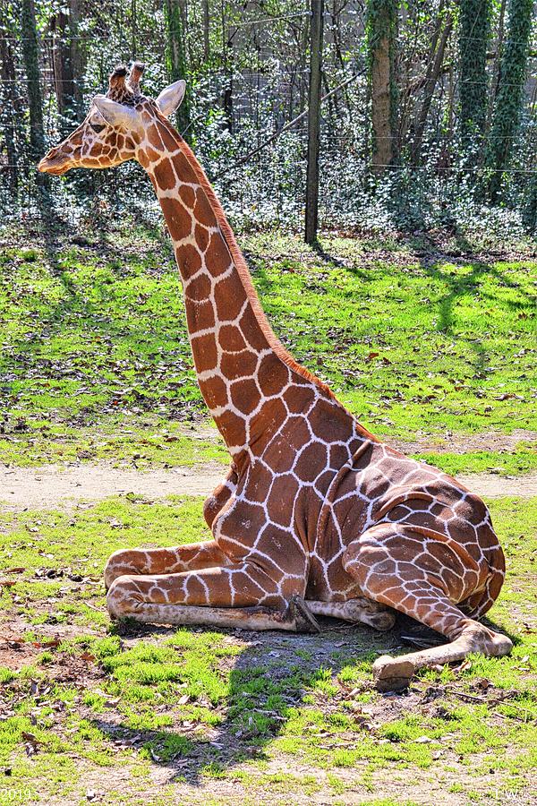 Relaxing Giraffe Photograph by Lisa Wooten