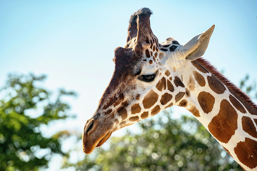 Giraffe, Miami Zoo, Florida Digital Art by Laura Zeid - Fine Art America