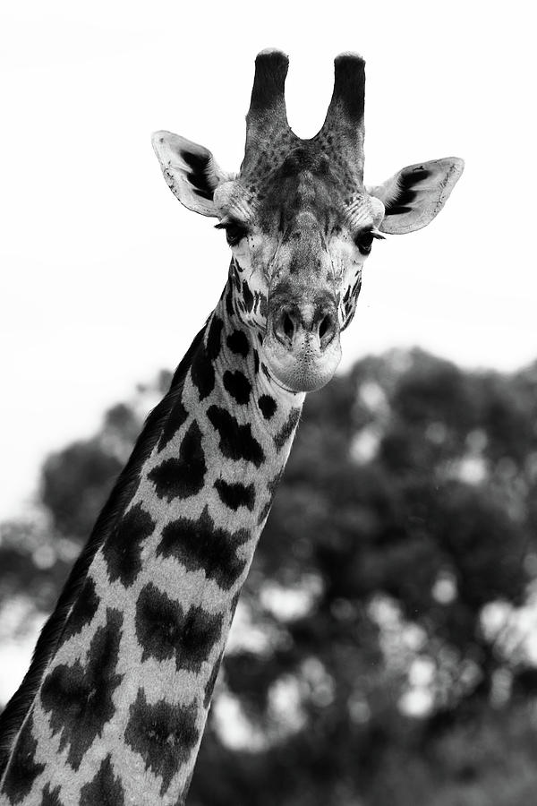 Giraffe Portrait  #2 Photograph by Aidan Moran