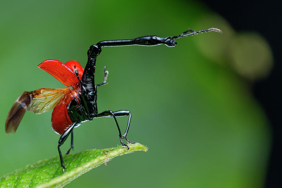 Giraffe Weevil, Andasibe-mantadia National Park, Madagascar Photograph