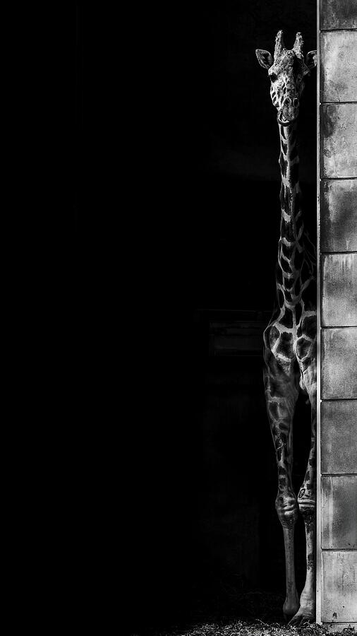 Giraffe Photograph - Giraffe #1 by Yama Giraffe Photograph - Giraffe #1 by Yama
