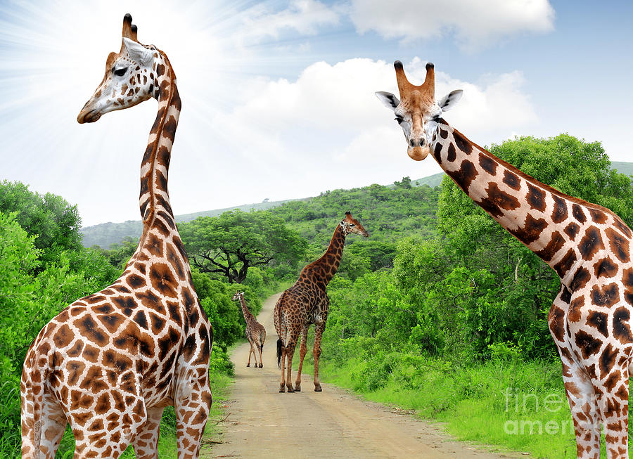 Couple Photograph - Giraffes In Kruger Park South Africa by Jaroslava V