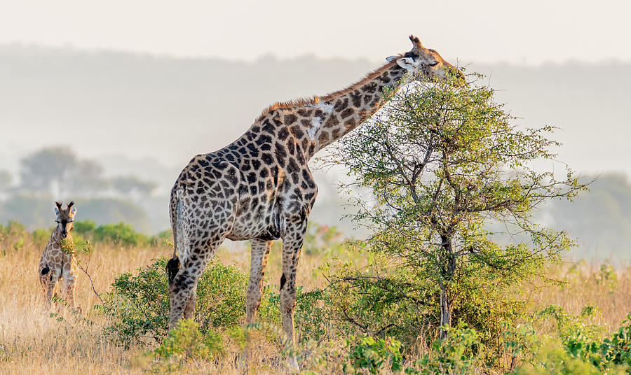 Giraffes of Kruger #2 Photograph by Marcy Wielfaert