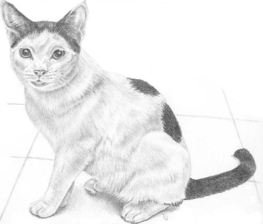 Gizmo by Pencil Paws Gizmo by Pencil Paws