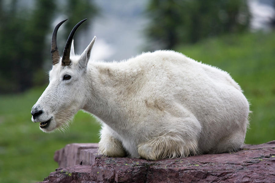 Glacier Billy Goat Photograph by Matthew Heinrichs - Fine Art America