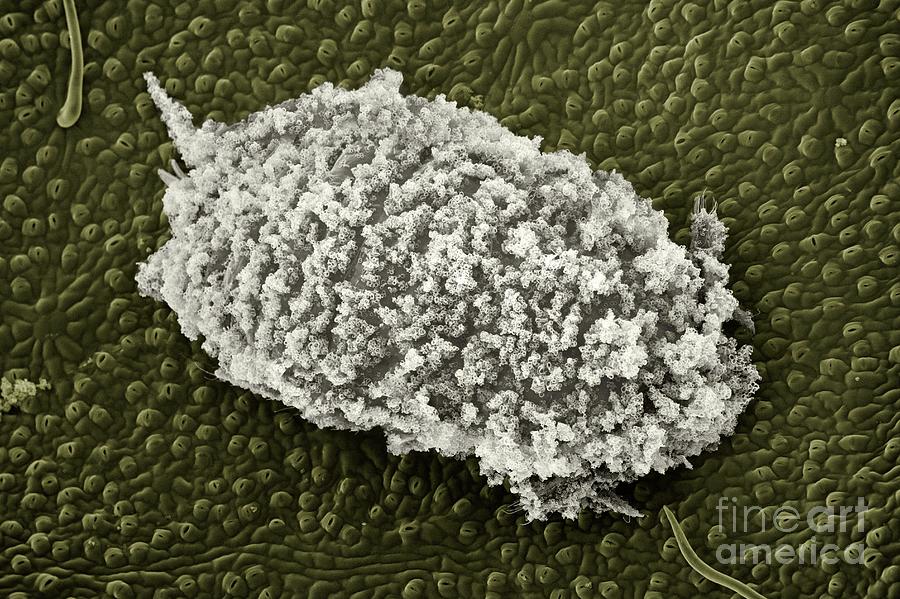 Mealy Bug Photograph - Glasshouse Mealy Bug #1 by Dr Jeremy Burgess/science Photo Library