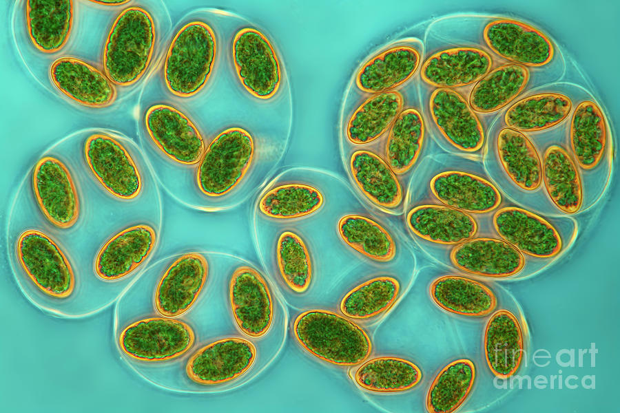Glaucocystis Algae #1 Photograph by Frank Fox/science Photo Library
