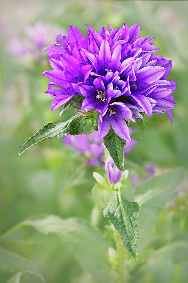 Cindy the Bellflower