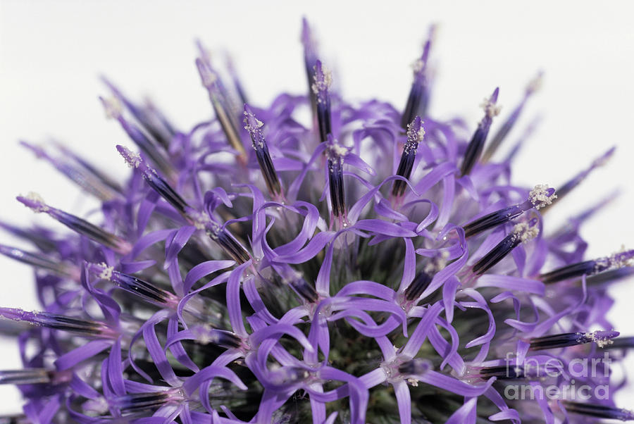 Globe Thistle Flower Head #1 Photograph by Catherine Lewis/science Photo Library