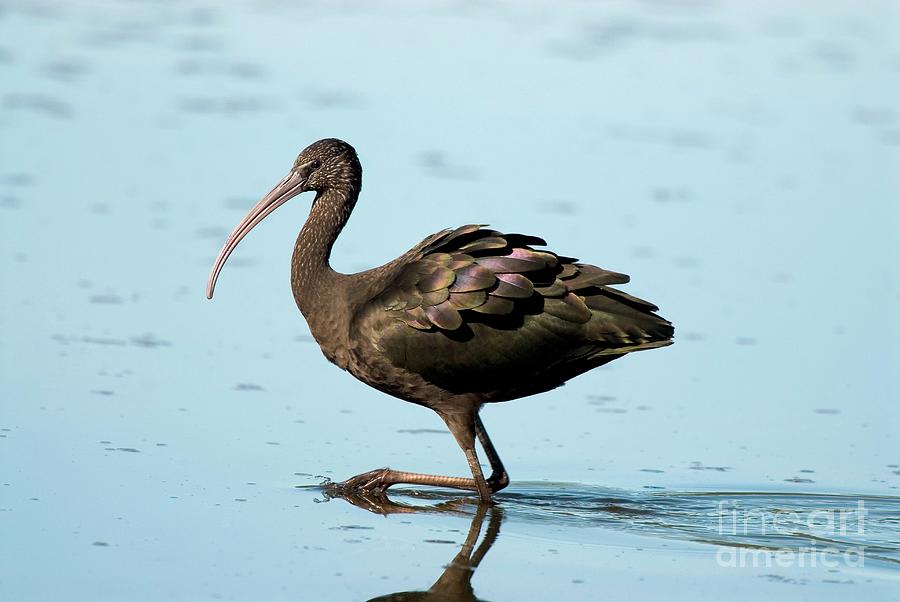 Glossy Ibis #1 by Peter Chadwick/science Photo Library