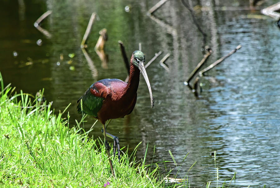 Glossy Ibis by William Tasker Glossy Ibis by William Tasker