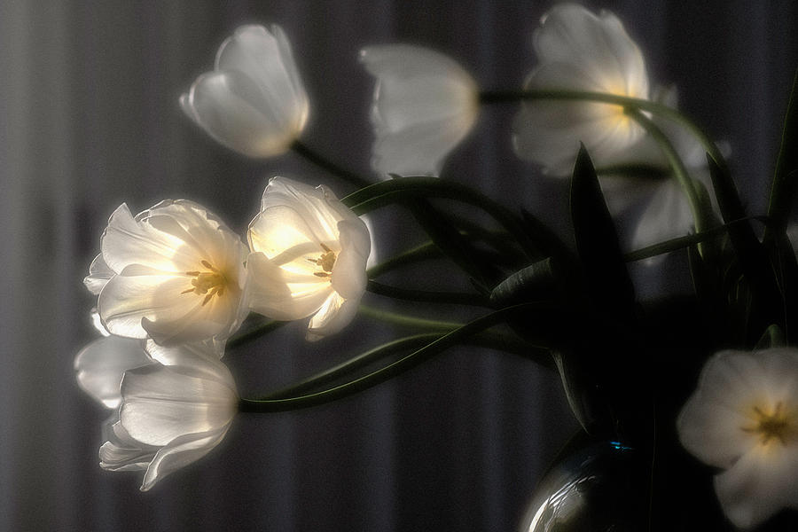 Glowing Tulips #1 Photograph by Wolfgang Stocker