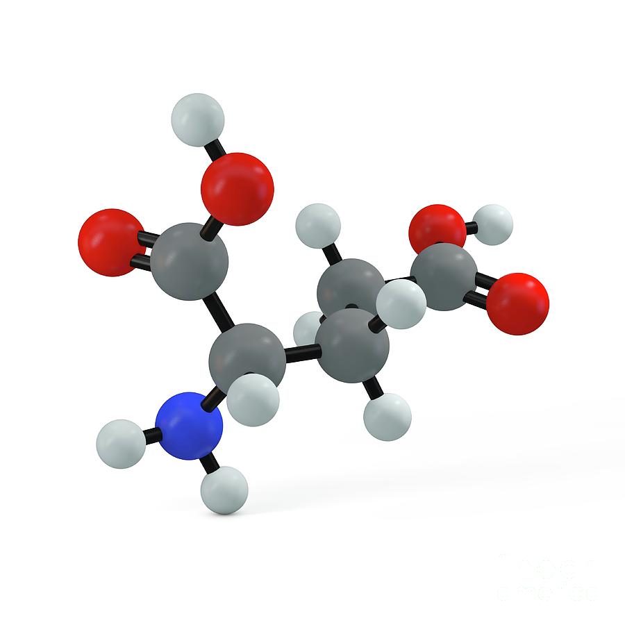 Glutamic Acid Molecule Photograph by Adam Brackenbury/science Photo ...