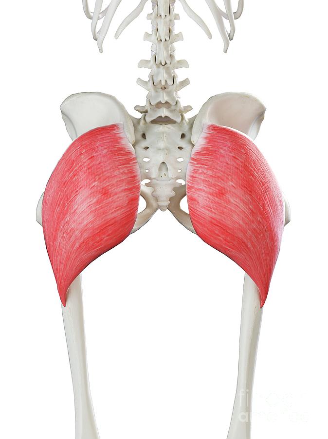 Gluteus maximus muscle, illustration - Stock Image - F026/9223 - Science  Photo Library