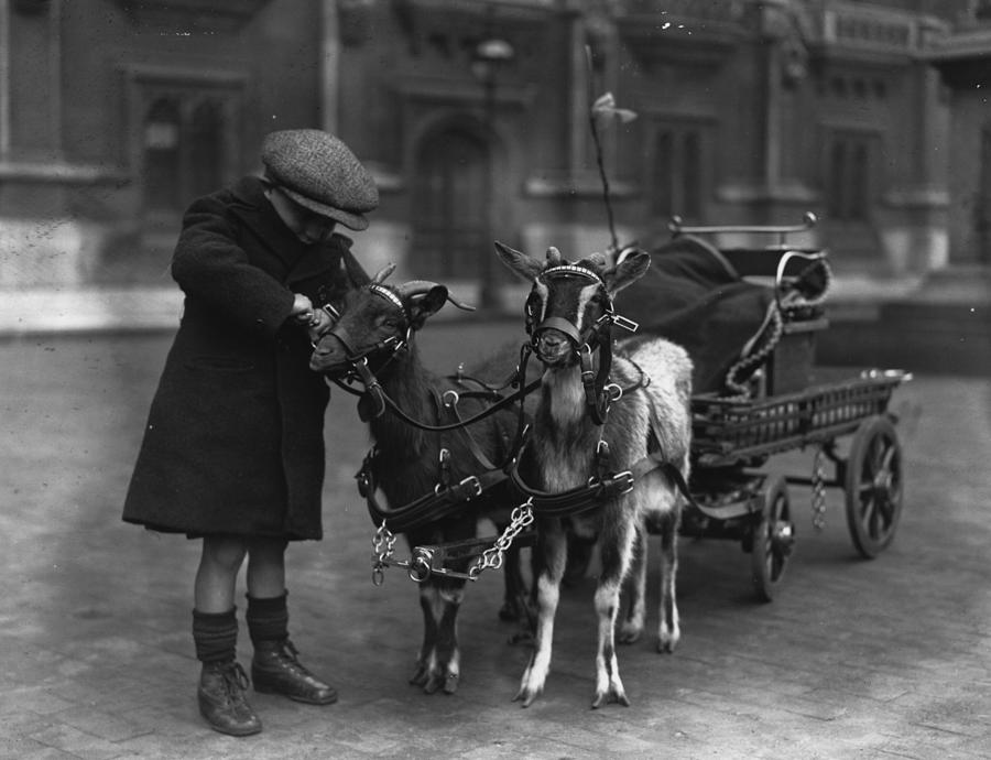 Goat Cart #1 Photograph by Fox Photos