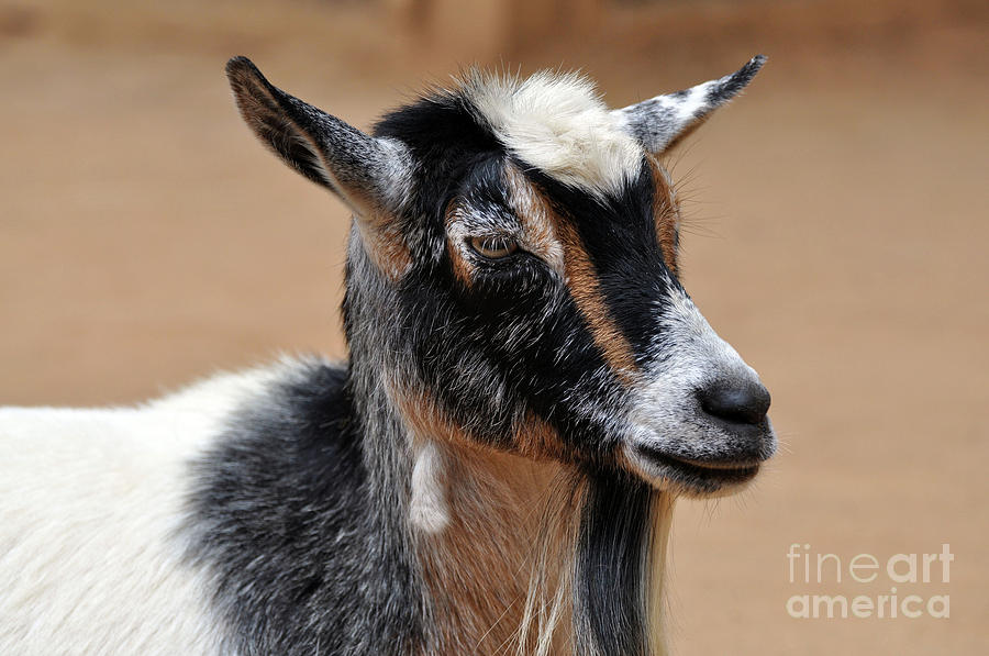 Goat #2 Photograph by Savannah Gibbs