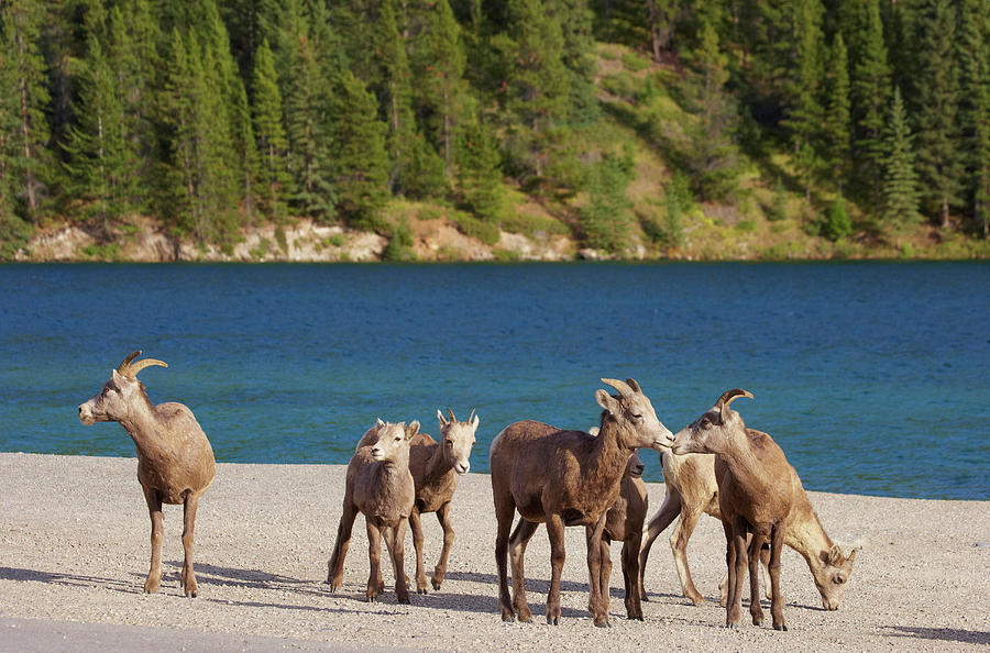 Goats At Two Jack Lake, Banff National Park, Rocky Mountains, Alberta, Canada #1 Photograph by Brigitte Merz