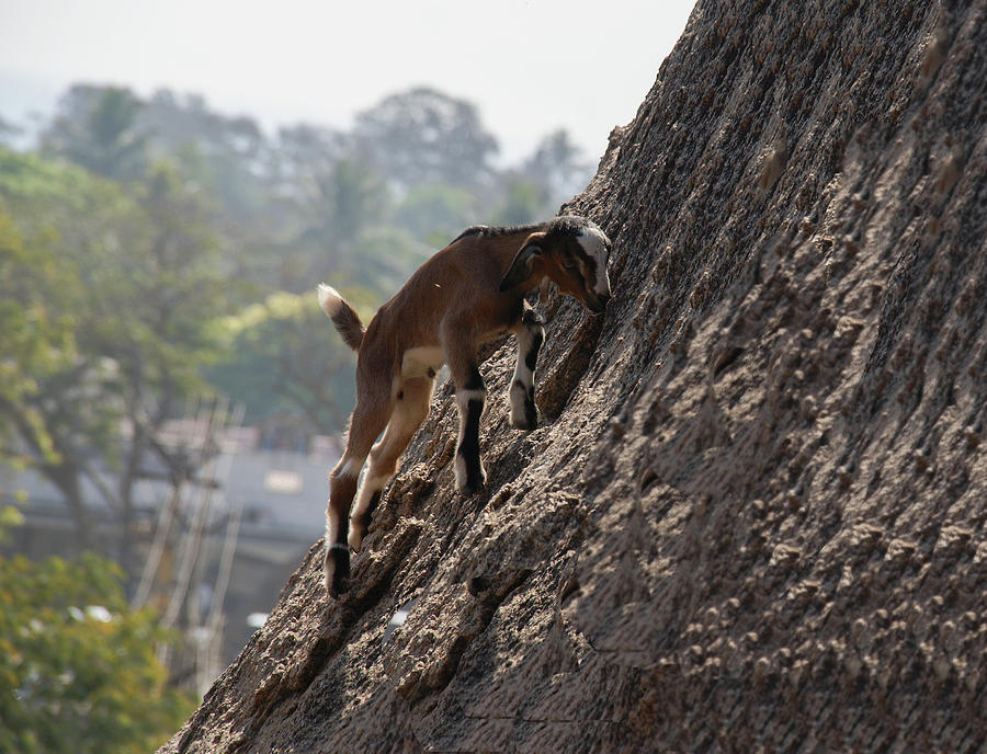 Goats On The Rocks In Mamallapuram Digital Art