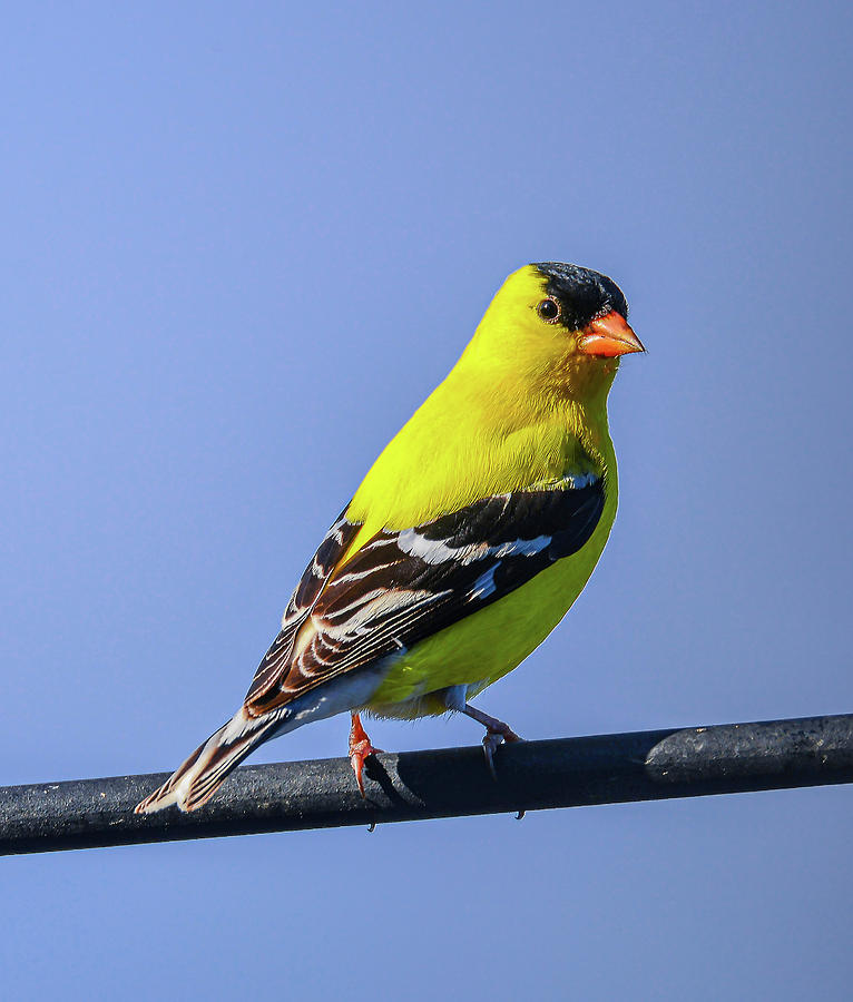 Bird Photograph - Gold Finch in Spring Colors #1 by Phil And Karen Rispin