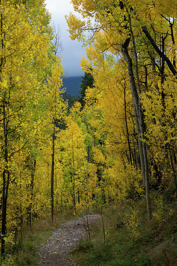 Golden Aspen Trail #2 Photograph by Patrick Nowotny