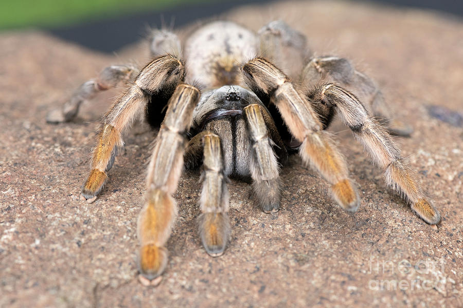 Horned Baboon Spider