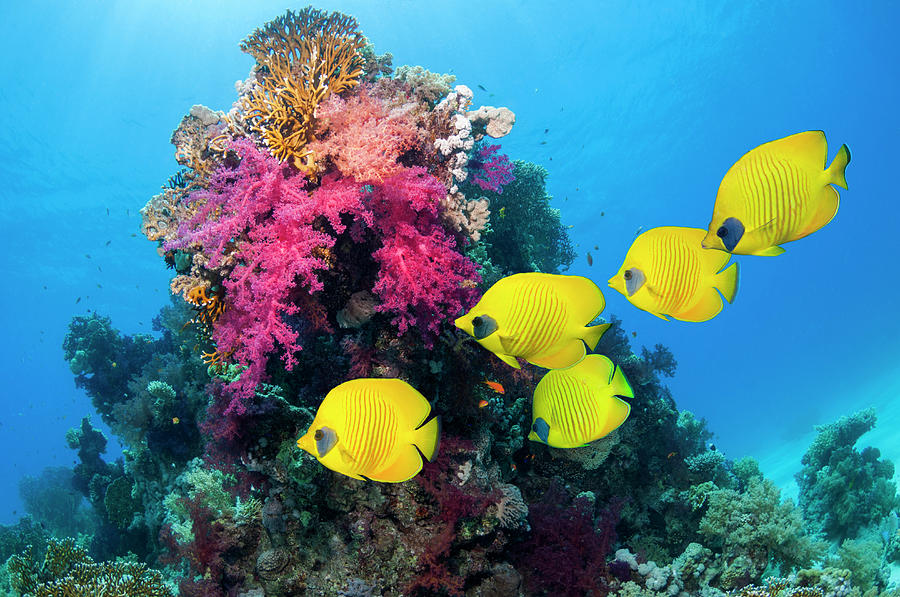 Golden Butterflyfish Over Coral Reef #1 Photograph by Georgette Douwma