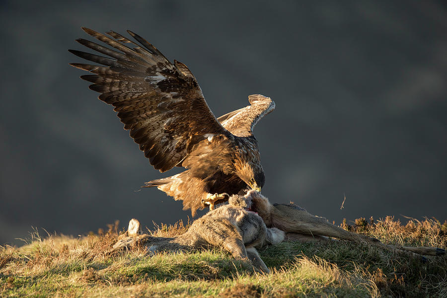 Wildlife Photograph - Golden Eagle Adult Feeding On Roe Deer Carcass, Isle Of #1 by Scotland: The Big Picture / Naturepl.com