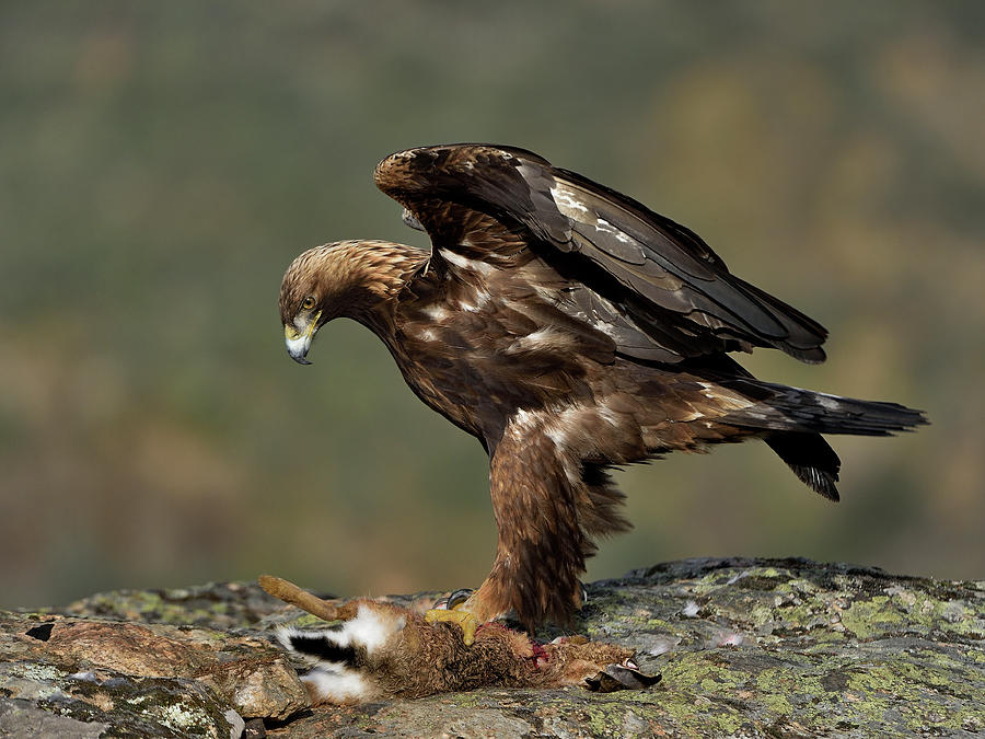 Wildlife Photograph - Golden Eagle Feeding On Hare Leon, Spain #1 by Loic Poidevin / Naturepl.com