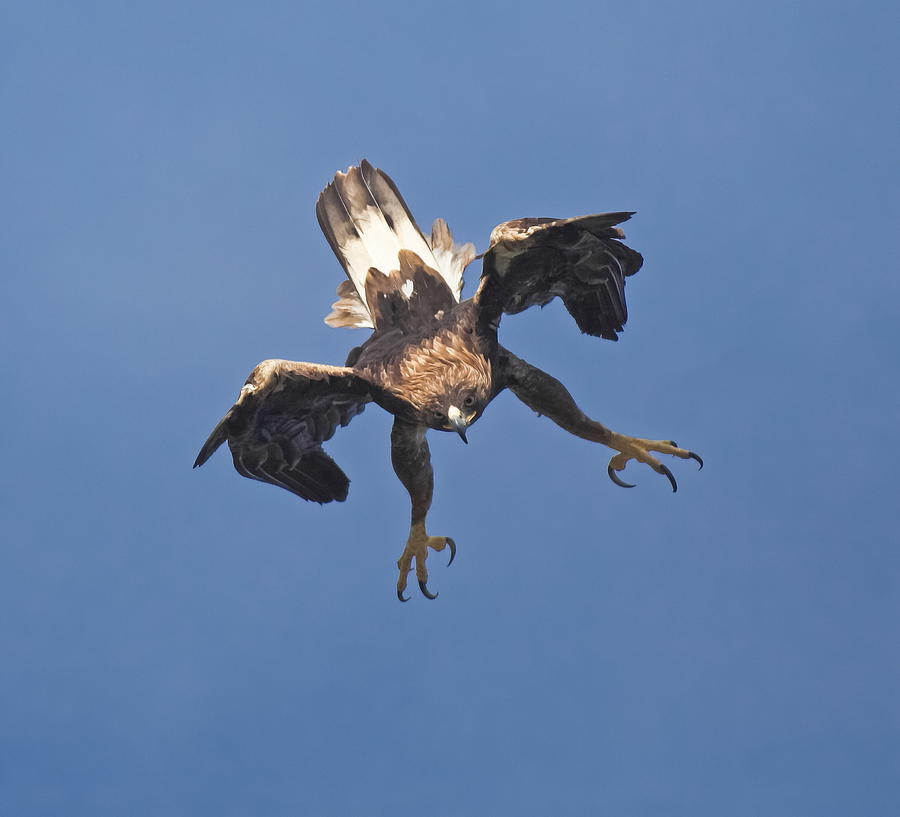 Eagle Photograph - Golden Eagle #1 by Gianfranco Barbieri