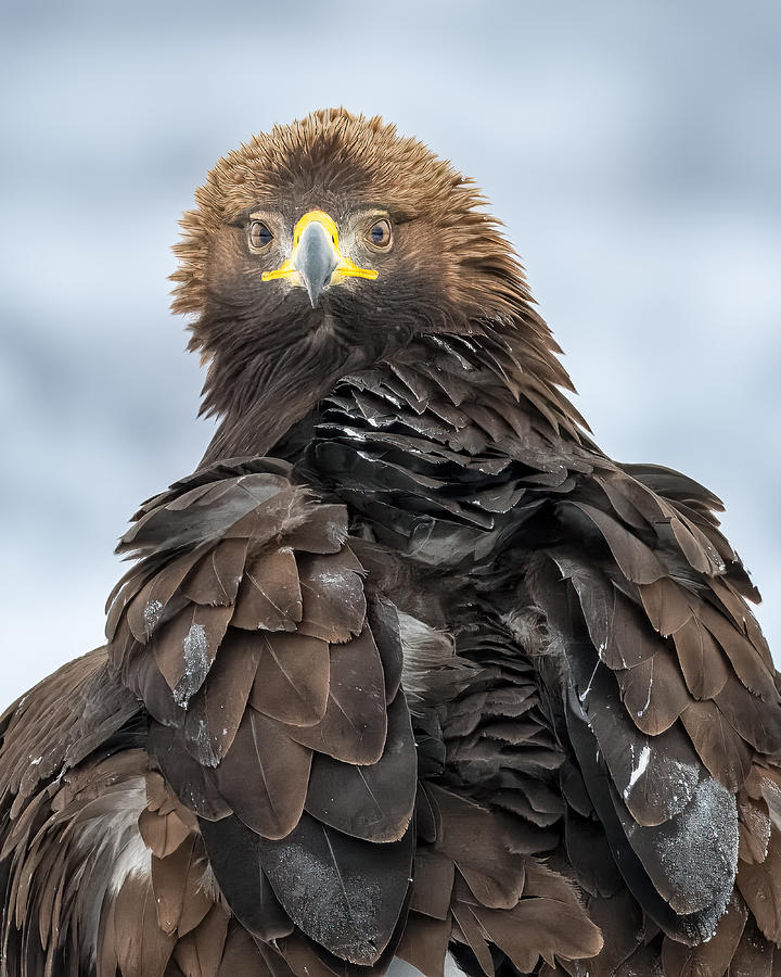 Golden Eagle #1 Photograph by Johan Lennartsson