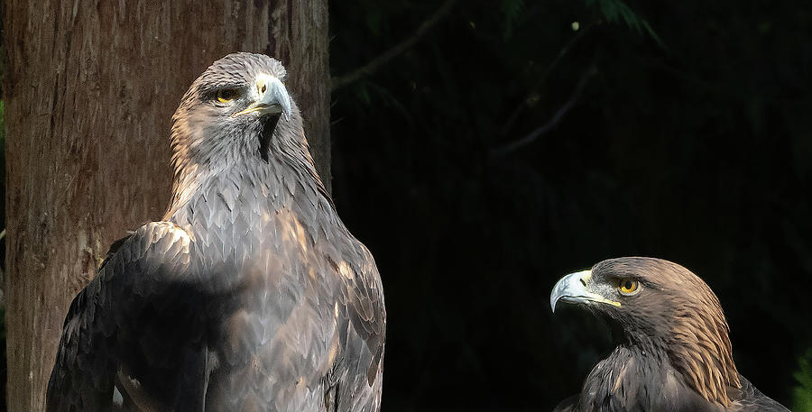 Golden Eagles #1 Photograph by Timothy Anable