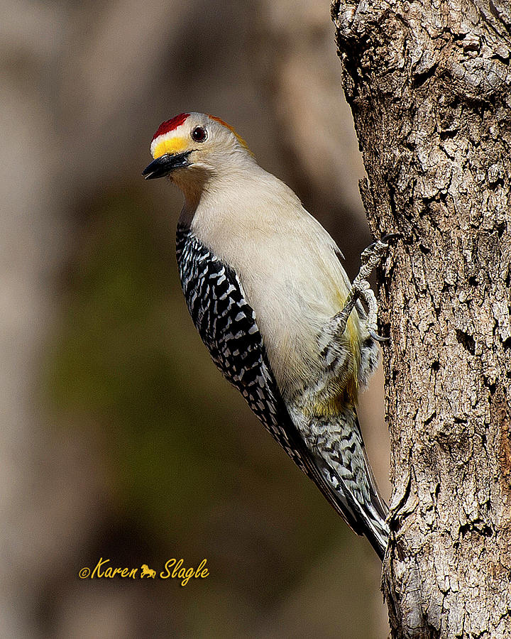 Golden Fronted Woodpecker Male #1 Photograph by Karen Slagle
