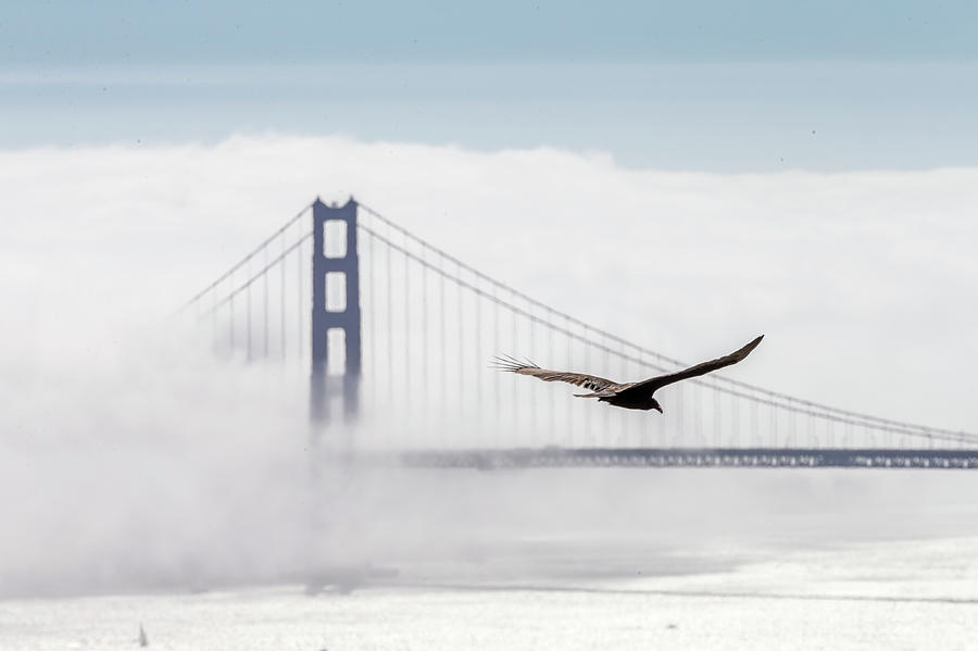 Golden Gate Bridge With Low Fog, San #1 Photograph by Spondylolithesis