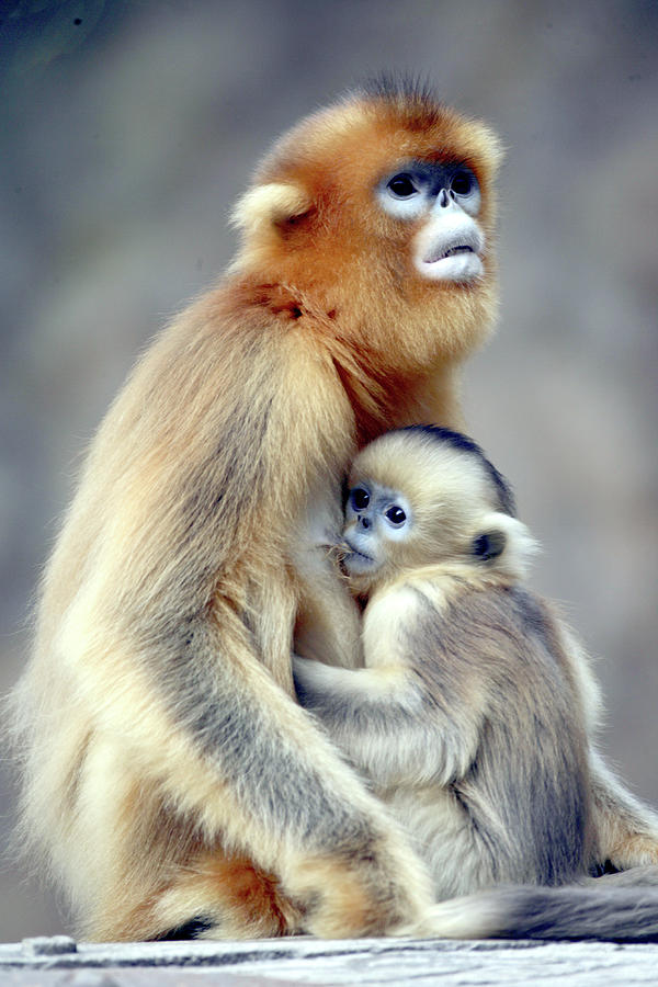 Golden Monkey #1 Photograph by Floridapfe From S.korea Kim In Cherl