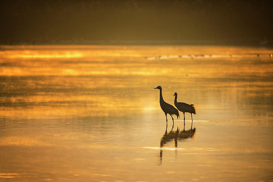 Golden morning Photograph by Liran Eisenberg - Fine Art America