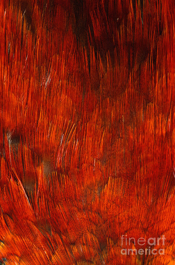 Golden Pheasant Feather Detail #1 Photograph by Siede Preis