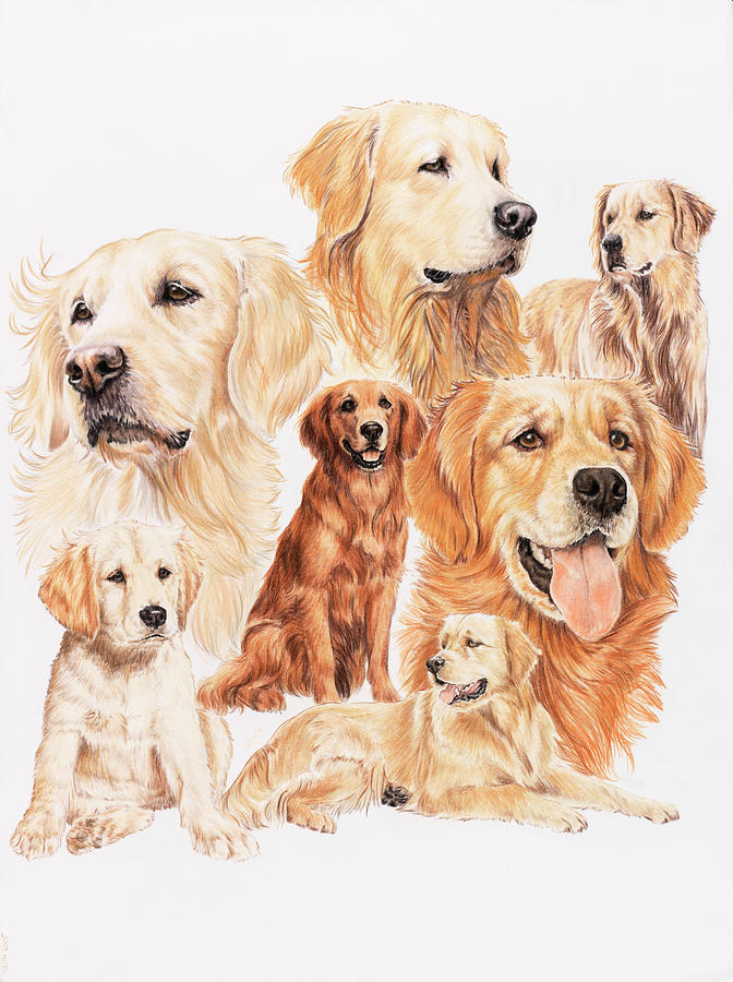 Dog Painting - Golden Retriever #1 by Barbara Keith