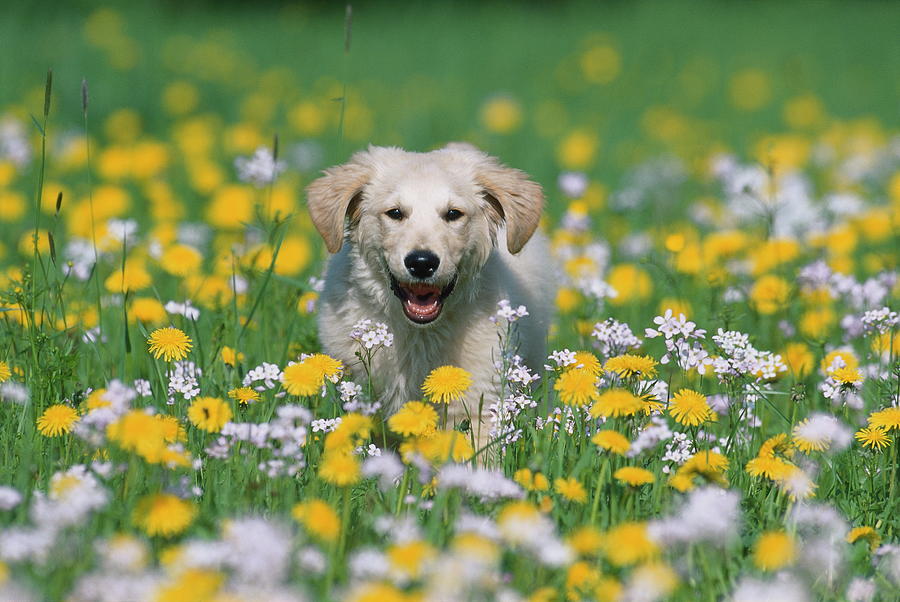 Golden Retriever Puppy #1 Digital Art by Oliver Giel