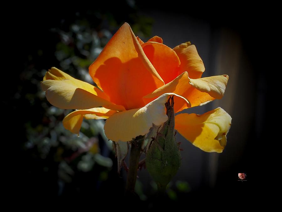 Golden Rose Beauty #1 Photograph by Richard Thomas