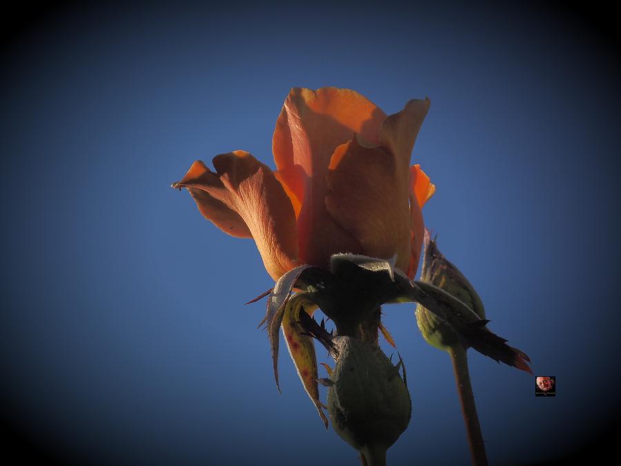 Golden Rose Blue Sky #1 Photograph by Richard Thomas
