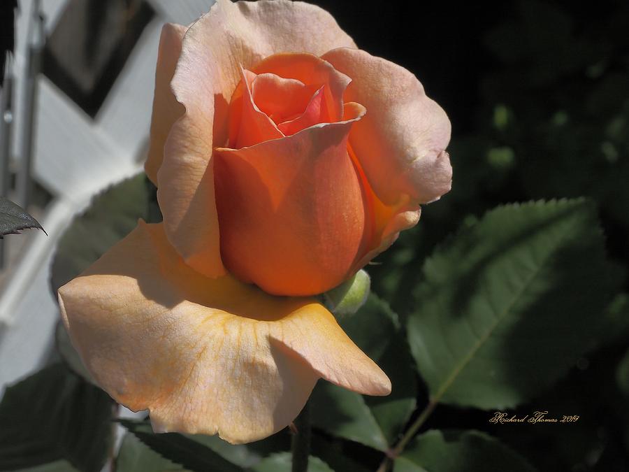 Golden Rose #2 Photograph by Richard Thomas